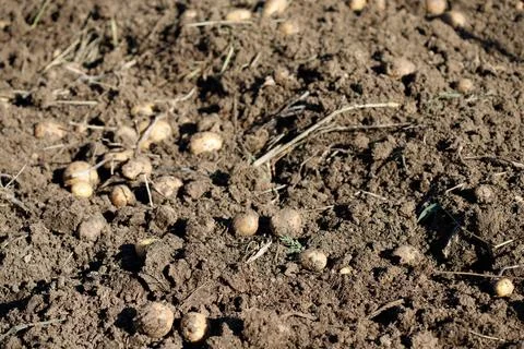 Potatoes in Soil Stock Photos