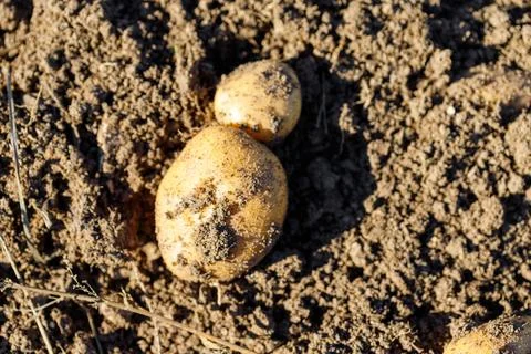 Potatoes in Soil Stock Photos