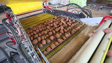 Potatoes sorting machine efficiently organizes freshly collected red potatoes Stock Footage 302620331