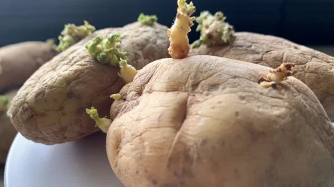 Potatoes Sprouting Video stock 135989059