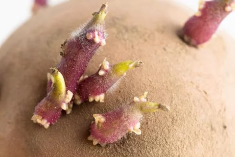 Potatoes sprouting ready for planting. macro Stock Photos