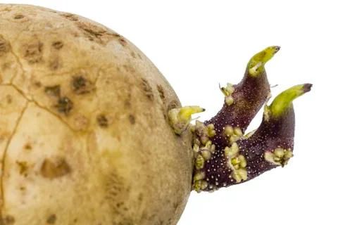 Potatoes with sprouts close-up, isolated on white background Stock Photos