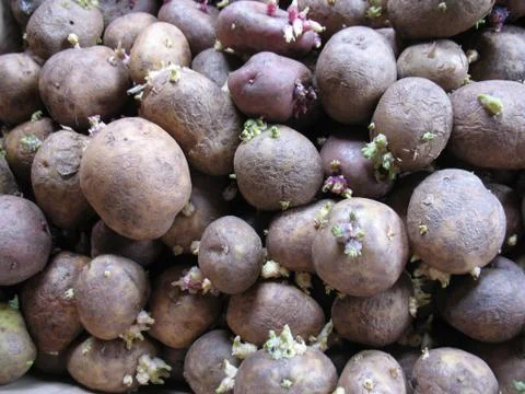 Potatoes with sprouts . macro Stock Photos