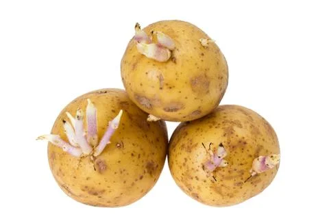 Potatoes with sprouts Stock Photos