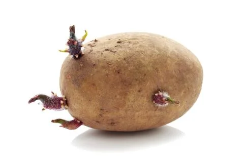 The potatoes with sprouts 库存照片