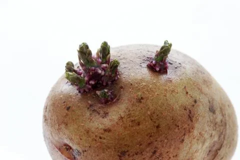 The potatoes with sprouts Stockfoto's