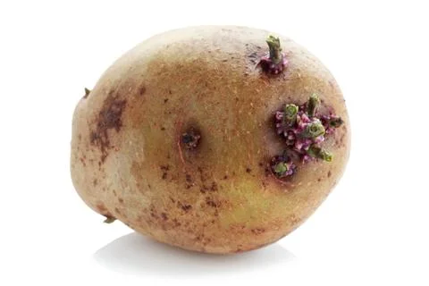 The potatoes with sprouts Stockfoto's