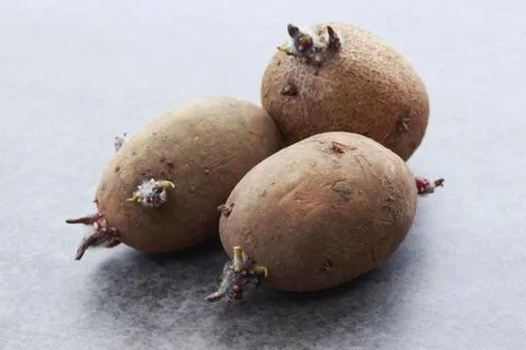 The potatoes with sprouts Stock Photos