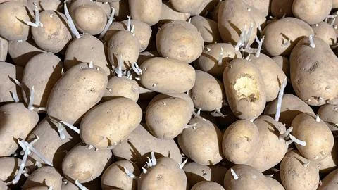 Potatoes with sprouts in storage Stock Photos