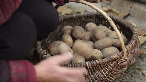Potatoes stacked in a basket. Stock Footage 118616138