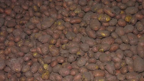 Potatoes in storage medium size. Potatoes storage. Stock Footage 223817780