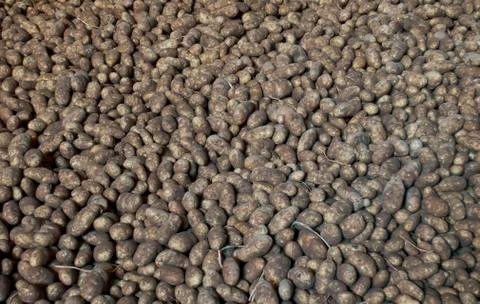 Potatoes in storage 스톡 사진