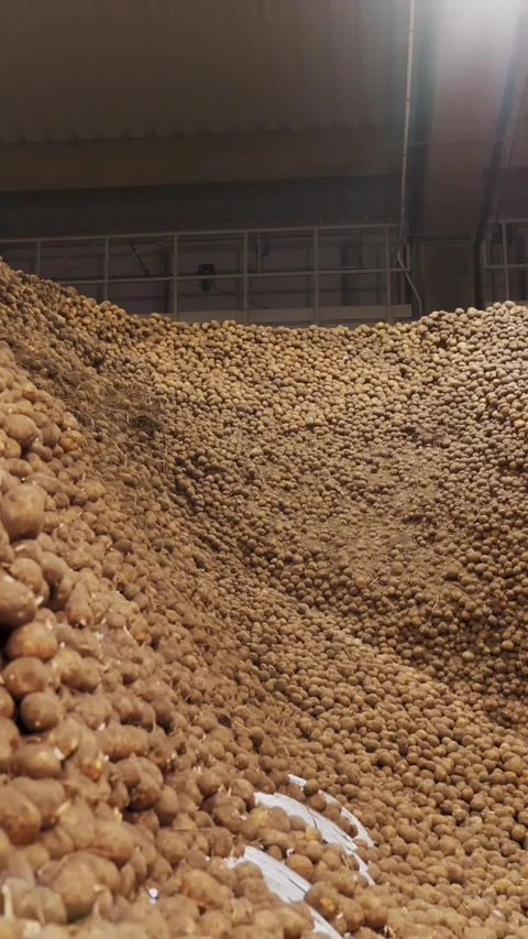 Potatoes storage in warehouse . potato raw materials for food industry. potato Stock Footage 306483954