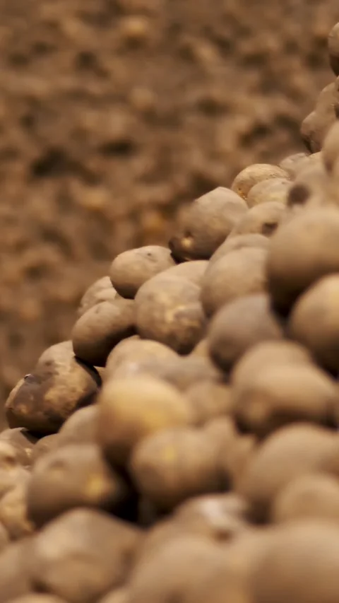 Potatoes storage in warehouse . potato raw materials for food industry. potato Stock Footage 310563292