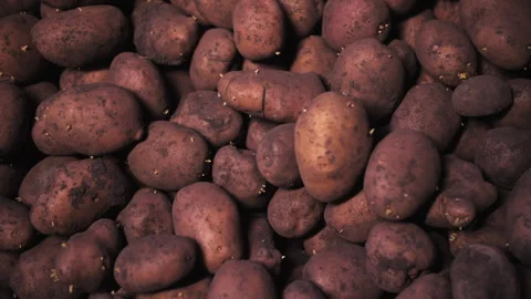Potatoes stored in vegetable warehouse close-up Stock Footage 257129422