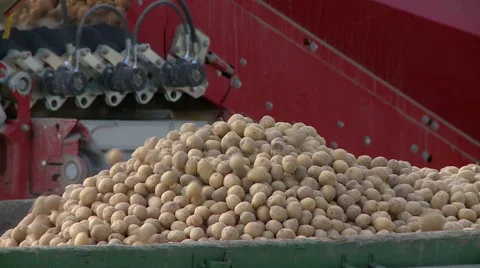 The potatoes take on the Assembly line Video stock 63154361