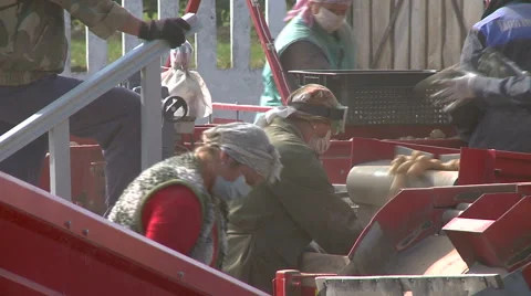 The potatoes take on the Assembly line Stock Footage 63154622