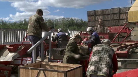 The potatoes take on the Assembly line Video stock 63155361