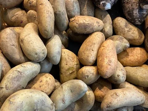 Potatoes. Texture vegetable white young potato. Stock Photos