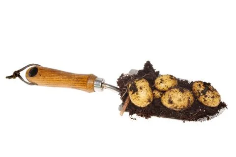 Potatoes in trowel Stock Photos