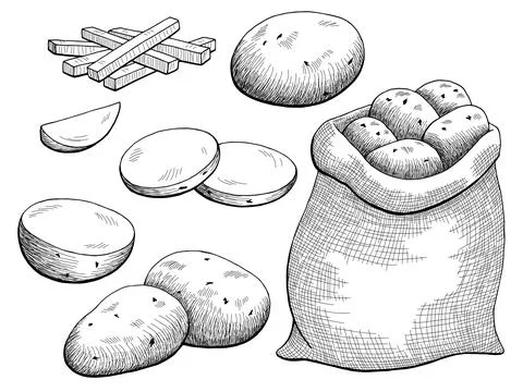 Potatoes vegetable graphic black white isolated sketch illustration vector Stock-Illustration