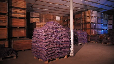 Potatoes in the vegetable store in boxes Stock Footage 259458084