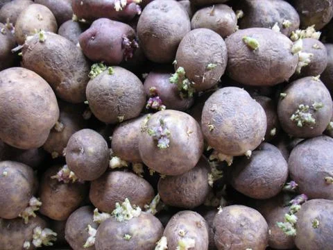 Potatoes with white sprouts Stock Photos