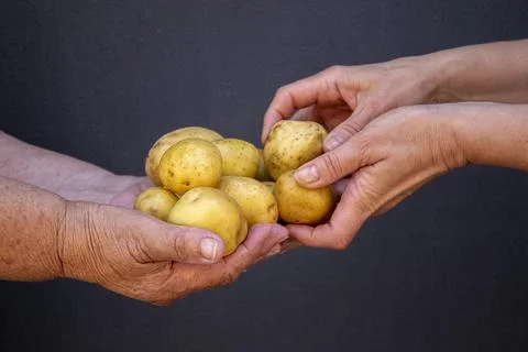 Potatoes in women's hands. Two generations working together. Stock Photos