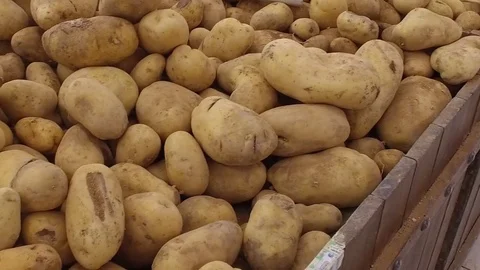Potatoes in a wooden box. Stock Footage 77690098