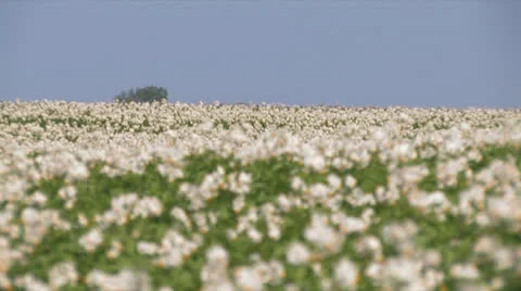Potatofield rack focus Stock Footage 25673151