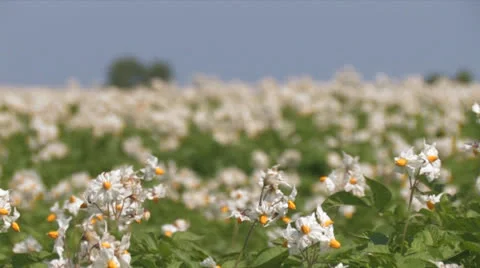 Potatofield rack focus Stock Footage 25673577