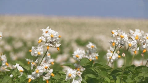 Potatofield rack focus Stock Footage 25673686