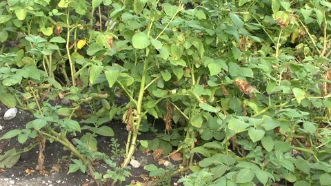Potatos on field Stock Footage 86051088