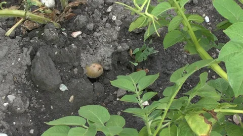 Potatos on field Stock Footage 86051100