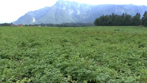 Potatos on field Stock Footage 86051294