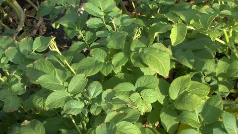Potatos on field Stock Footage 86051455