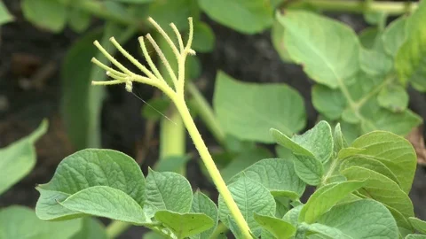 Potatos on field Stock Footage 86052558