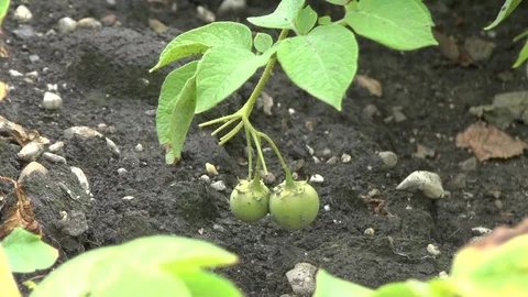 Potatos on field Stock Footage 86052678