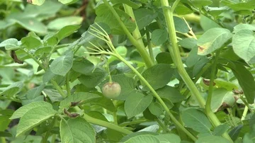 Potatos on field Stock Footage 86052766