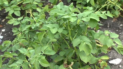 Potatos on field Stock Footage 86052928