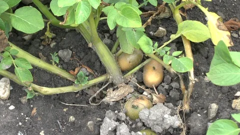 Potatos on field Video stock 86052995