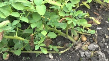 Potatos on field Stock Footage 86053916