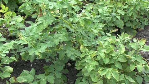 Potatos on field Stock Footage 86053997