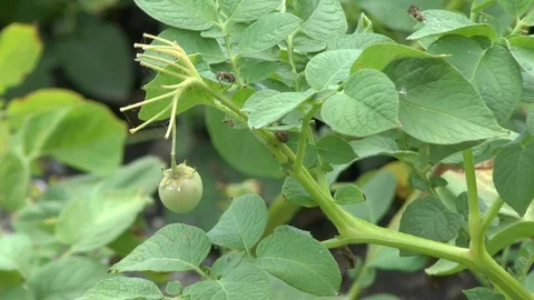 Potatos on field Stock Footage 86054075