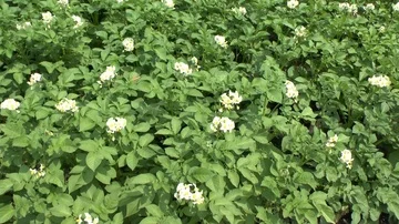 Potatos on field Stock Footage 86054466