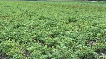 Potatos on field Stock Footage 86054493