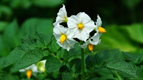 Potatos Flower Stock Footage 92127721