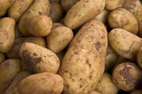 Potatos Stock Photos
