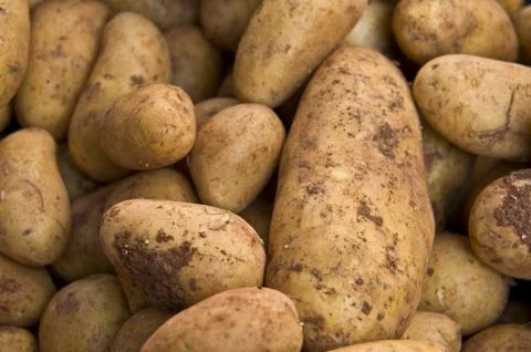 Potatos Stock Photos