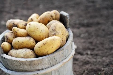 Potatos Stock Photos